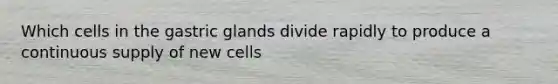 Which cells in the gastric glands divide rapidly to produce a continuous supply of new cells