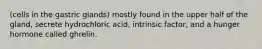 (cells in the gastric glands) mostly found in the upper half of the gland, secrete hydrochloric acid, intrinsic factor, and a hunger hormone called ghrelin.