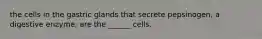 the cells in the gastric glands that secrete pepsinogen, a digestive enzyme, are the ______ cells.