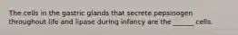 The cells in the gastric glands that secrete pepsinogen throughout life and lipase during infancy are the ______ cells.