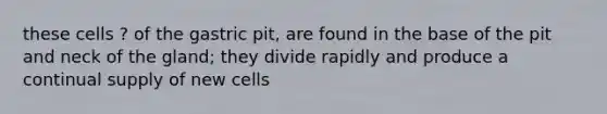 these cells ? of the gastric pit, are found in the base of the pit and neck of the gland; they divide rapidly and produce a continual supply of new cells