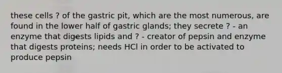 these cells ? of the gastric pit, which are the most numerous, are found in the lower half of gastric glands; they secrete ? - an enzyme that digests lipids and ? - creator of pepsin and enzyme that digests proteins; needs HCl in order to be activated to produce pepsin