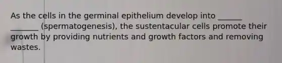 As the cells in the germinal epithelium develop into ______ _______ (spermatogenesis), the sustentacular cells promote their growth by providing nutrients and growth factors and removing wastes.