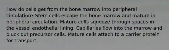 How do cells get from the bone marrow into peripheral circulation? Stem cells escape the bone marrow and mature in peripheral circulation. Mature cells squeeze through spaces in the vessel endothelial lining. Capillaries flow into the marrow and pluck out precursor cells. Mature cells attach to a carrier protein for transport.