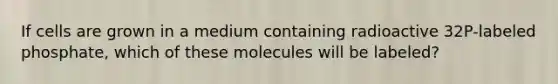 If cells are grown in a medium containing radioactive 32P-labeled phosphate, which of these molecules will be labeled?