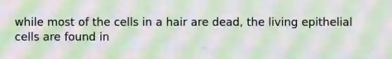 while most of the cells in a hair are dead, the living epithelial cells are found in