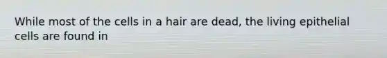 While most of the cells in a hair are dead, the living epithelial cells are found in