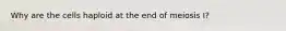 Why are the cells haploid at the end of meiosis I?