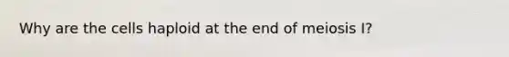 Why are the cells haploid at the end of meiosis I?