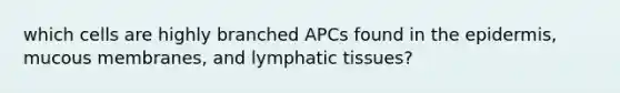 which cells are highly branched APCs found in the epidermis, mucous membranes, and lymphatic tissues?