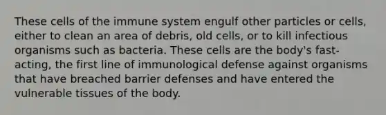 These cells of the immune system engulf other particles or cells, either to clean an area of debris, old cells, or to kill infectious organisms such as bacteria. These cells are the body's fast-acting, the first line of immunological defense against organisms that have breached barrier defenses and have entered the vulnerable tissues of the body.