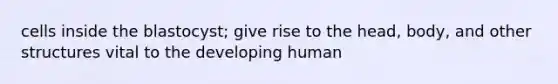 cells inside the blastocyst; give rise to the head, body, and other structures vital to the developing human