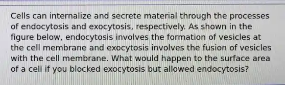 Cells can internalize and secrete material through the processes of endocytosis and exocytosis, respectively. As shown in the figure below, endocytosis involves the formation of vesicles at the cell membrane and exocytosis involves the fusion of vesicles with the cell membrane. What would happen to the surface area of a cell if you blocked exocytosis but allowed endocytosis?