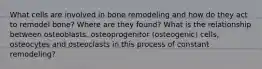 What cells are involved in bone remodeling and how do they act to remodel bone? Where are they found? What is the relationship between osteoblasts, osteoprogenitor (osteogenic) cells, osteocytes and osteoclasts in this process of constant remodeling?