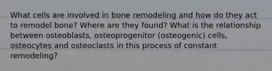 What cells are involved in bone remodeling and how do they act to remodel bone? Where are they found? What is the relationship between osteoblasts, osteoprogenitor (osteogenic) cells, osteocytes and osteoclasts in this process of constant remodeling?