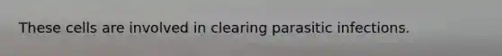 These cells are involved in clearing parasitic infections.