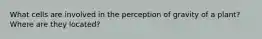 What cells are involved in the perception of gravity of a plant? Where are they located?