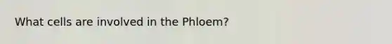 What cells are involved in the Phloem?