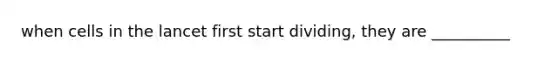 when cells in the lancet first start dividing, they are __________