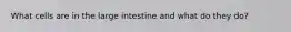 What cells are in the large intestine and what do they do?