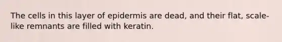 The cells in this layer of epidermis are dead, and their flat, scale-like remnants are filled with keratin.