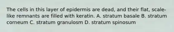 The cells in this layer of epidermis are dead, and their flat, scale-like remnants are filled with keratin. A. stratum basale B. stratum corneum C. stratum granulosm D. stratum spinosum