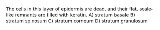 The cells in this layer of epidermis are dead, and their flat, scale-like remnants are filled with keratin. A) stratum basale B) stratum spinosum C) stratum corneum D) stratum granulosum