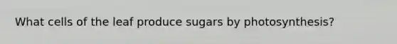 What cells of the leaf produce sugars by photosynthesis?