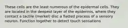 These cells are the least numerous of the epidermal cells. They are located in the deepest layer of the epidermis, where they contact a tactile (merkel) disc a flatted process of a sensory neuron. Function together to detect touch sensations