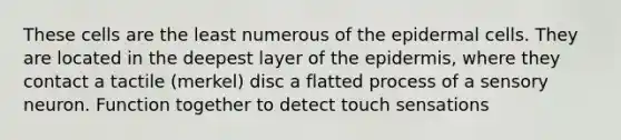 These cells are the least numerous of the epidermal cells. They are located in the deepest layer of the epidermis, where they contact a tactile (merkel) disc a flatted process of a sensory neuron. Function together to detect touch sensations