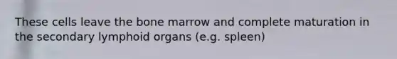 These cells leave the bone marrow and complete maturation in the secondary lymphoid organs (e.g. spleen)