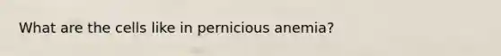 What are the cells like in pernicious anemia?