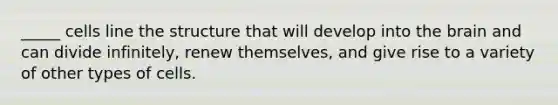 _____ cells line the structure that will develop into the brain and can divide infinitely, renew themselves, and give rise to a variety of other types of cells.