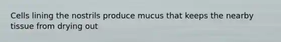 Cells lining the nostrils produce mucus that keeps the nearby tissue from drying out