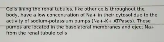 Cells lining the renal tubules, like other cells throughout the body, have a low concentration of Na+ in their cytosol due to the activity of sodium-potassium pumps (Na+-K+ ATPases). These pumps are located in the basolateral membranes and eject Na+ from the renal tubule cells