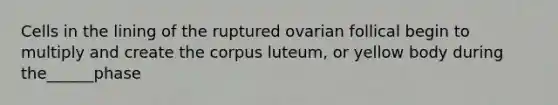 Cells in the lining of the ruptured ovarian follical begin to multiply and create the corpus luteum, or yellow body during the______phase