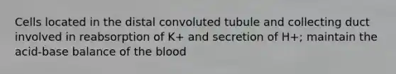 Cells located in the distal convoluted tubule and collecting duct involved in reabsorption of K+ and secretion of H+; maintain the acid-base balance of the blood