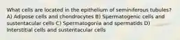 What cells are located in the epithelium of seminiferous tubules? A) Adipose cells and chondrocytes B) Spermatogenic cells and sustentacular cells C) Spermatogonia and spermatids D) Interstitial cells and sustentacular cells