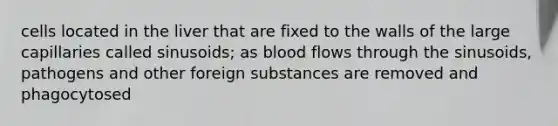 cells located in the liver that are fixed to the walls of the large capillaries called sinusoids; as blood flows through the sinusoids, pathogens and other foreign substances are removed and phagocytosed