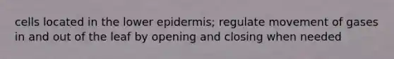 cells located in the lower epidermis; regulate movement of gases in and out of the leaf by opening and closing when needed
