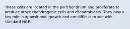 These cells are located in the perichondrium and proliferate to produce other chondrogenic cells and chondroblasts. They play a key role in appositional growth and are difficult to see with standard H&E.