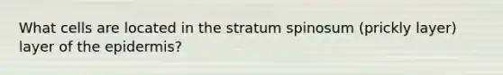 What cells are located in the stratum spinosum (prickly layer) layer of <a href='https://www.questionai.com/knowledge/kBFgQMpq6s-the-epidermis' class='anchor-knowledge'>the epidermis</a>?