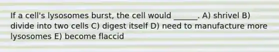 If a cell's lysosomes burst, the cell would ______. A) shrivel B) divide into two cells C) digest itself D) need to manufacture more lysosomes E) become flaccid