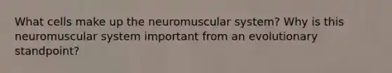 What cells make up the neuromuscular system? Why is this neuromuscular system important from an evolutionary standpoint?