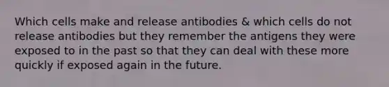 Which cells make and release antibodies & which cells do not release antibodies but they remember the antigens they were exposed to in the past so that they can deal with these more quickly if exposed again in the future.