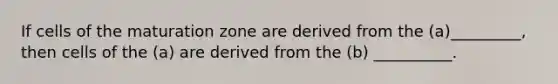 If cells of the maturation zone are derived from the (a)_________, then cells of the (a) are derived from the (b) __________.