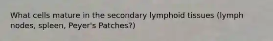 What cells mature in the secondary lymphoid tissues (lymph nodes, spleen, Peyer's Patches?)