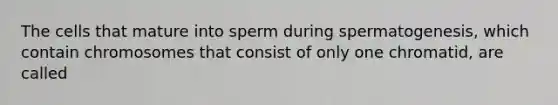 The cells that mature into sperm during spermatogenesis, which contain chromosomes that consist of only one chromatid, are called