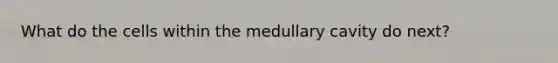 What do the cells within the medullary cavity do next?