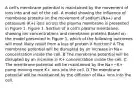 A cell's membrane potential is maintained by the movement of ions into and out of the cell. A model showing the influence of membrane proteins on the movement of sodium (Na+) and potassium (K+) ions across the plasma membrane is presented in Figure 1. Figure 1. Section of a cell's plasma membrane, showing ion concentrations and membrane proteins Based on the model presented in Figure 1, which of the following outcomes will most likely result from a loss of protein X function? A The membrane potential will be disrupted by an increase in Na+ concentration inside the cell. B The membrane potential will be disrupted by an increase in K+ concentration inside the cell. C The membrane potential will be maintained by the Na+−K+ pump moving more K+ ions into the cell. D The membrane potential will be maintained by the diffusion of Na+ ions into the cell.